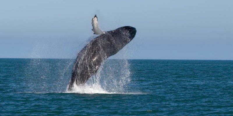 walvissen-spotten-in-IJsland-zomeractiviteit