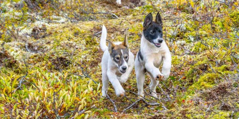 Lapland-husky-puppy's-rennen