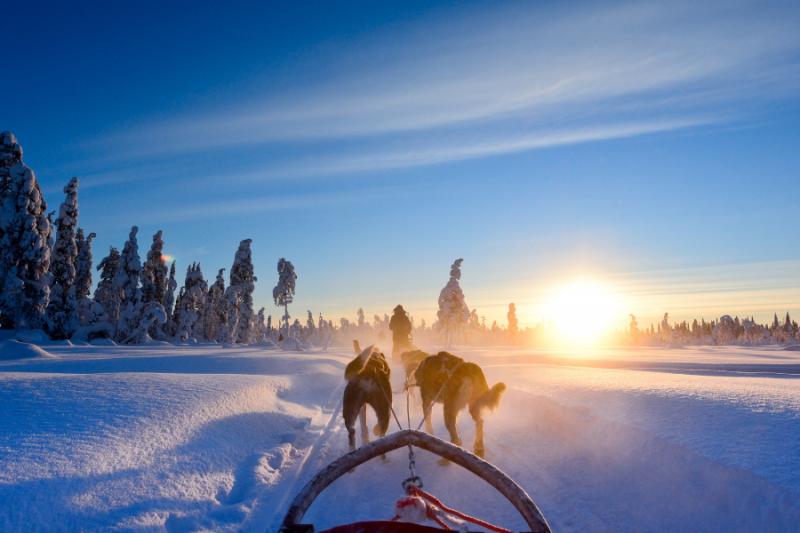 Husky tocht in Winters Lapland met Nordic