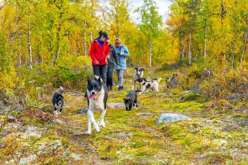 Husky-hike-in-Lapland-naar-Lapland-met-Nordic-©Micke-Tornqvist-ETN-800x533