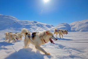 Huskyhonden-in-de-sneeuw-in-Groenland-met-Nordic-300x200