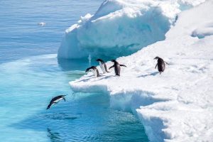 Pinguins-in-Antarctica-Nordic-300x200