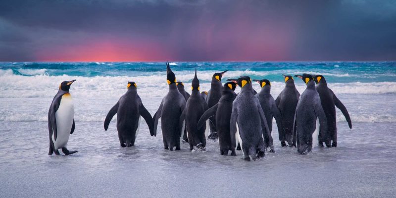 Pinguins-op-de-Falklandeilanden-met-Nordic
