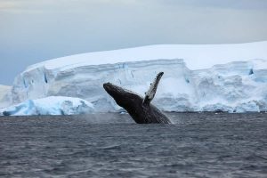 Walvis-in-het-water-in-Antarctica-met-Nordic-300x200