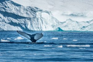 Walvis-spotten-in-Groenland-reizen-met-Nordic-300x200