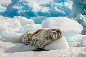 Zeehond-in-slaap-op-Antarctica-met-Nordic-300x200