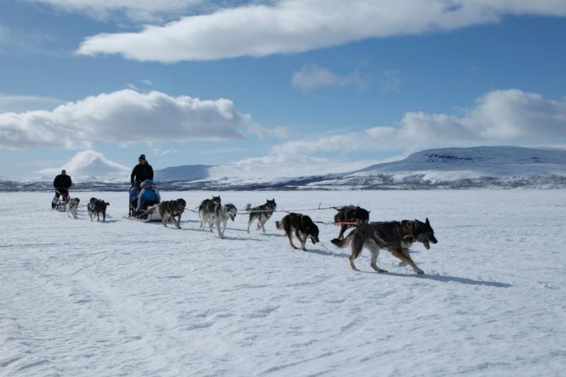Huskydachtocht-naar-Winters-Lapland-met-Nordic-