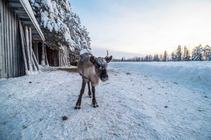 Een rendier in Lapland