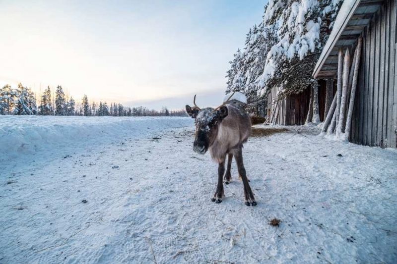 Een rendier in Lapland kijkt in de camera