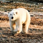 ijsbeer op land- Met Nordic op reis naar Spitsbergen - Albatros Expeditions - Ocean Albatros