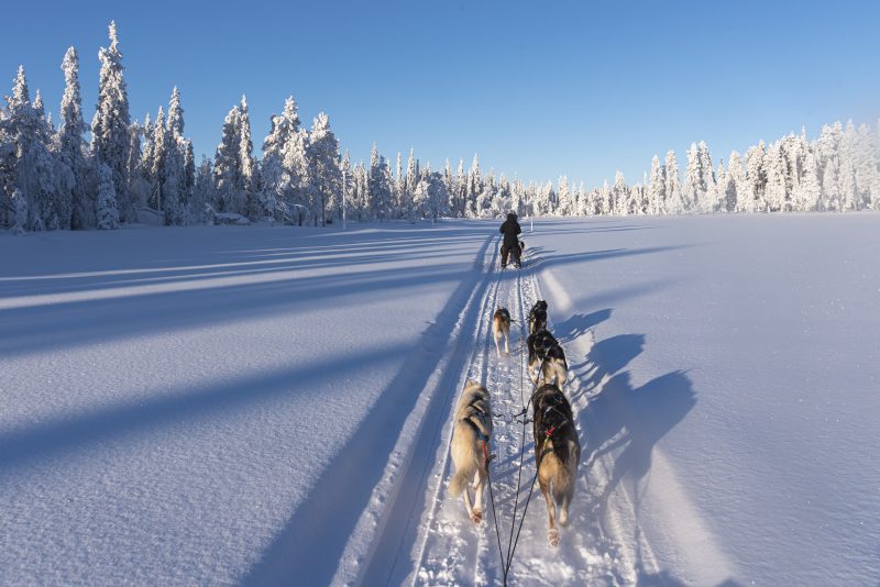 Huskytocht in Lapland met Nordic - ©Henk Dujardin