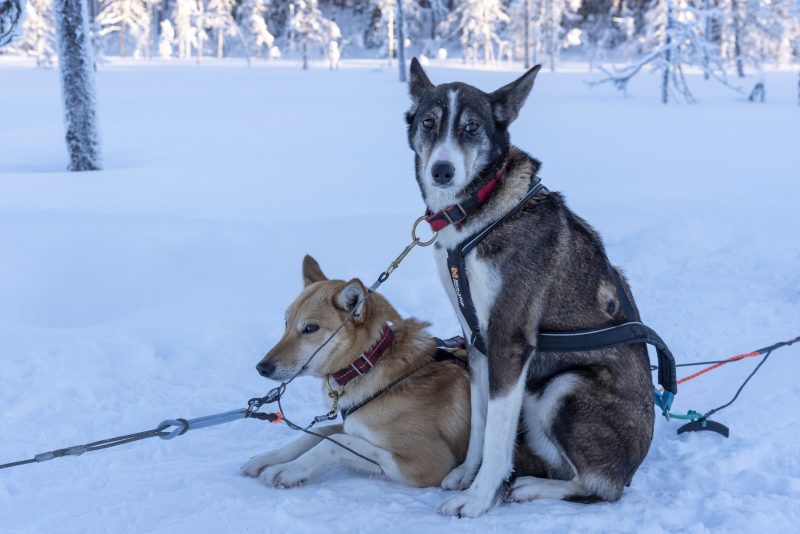Husky in Lapland met Nordic - ©Henk Dujardin