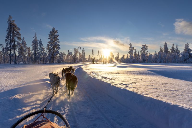 Husky in Lapland met Nordic - ©Henk Dujardin