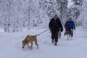 Husky in Lapland met Nordic - ©Henk Dujardin