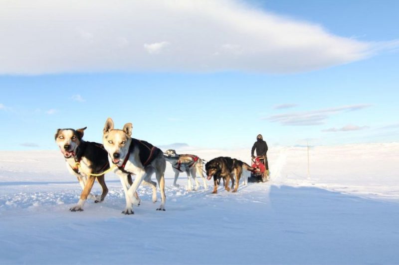 Sledehonden trekken een slee voort in de sneeuw in Geilo in Noorwegen.