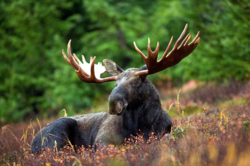 Finland Big Five eland