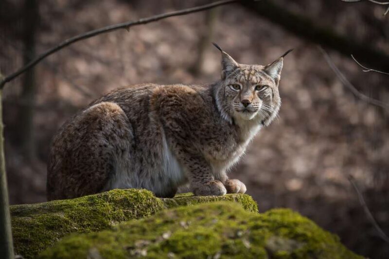 Finland Big Five lynx