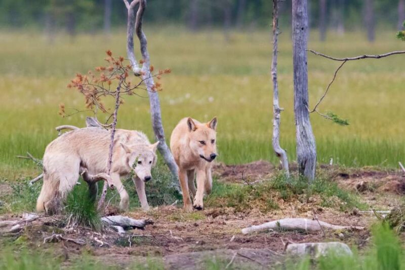 Finland Big Five wolven