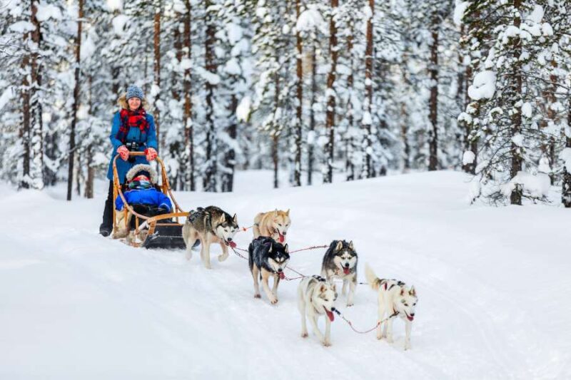 Magisch Lapland te voet Flora, fauna en husky's