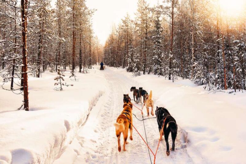 Magisch Lapland te voet Flora, fauna en husky's