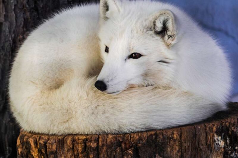 Magisch Lapland te voet Flora, fauna en husky's