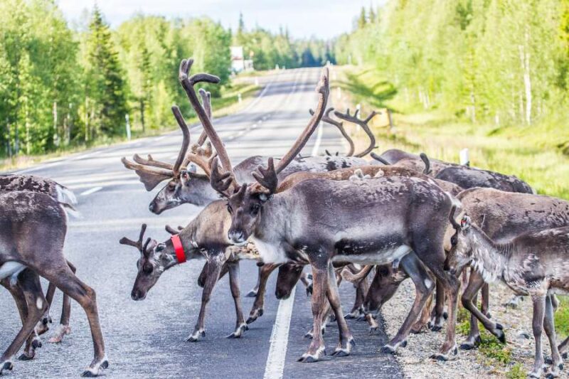 Wandelen in scandinavië - Lapland - rendieren