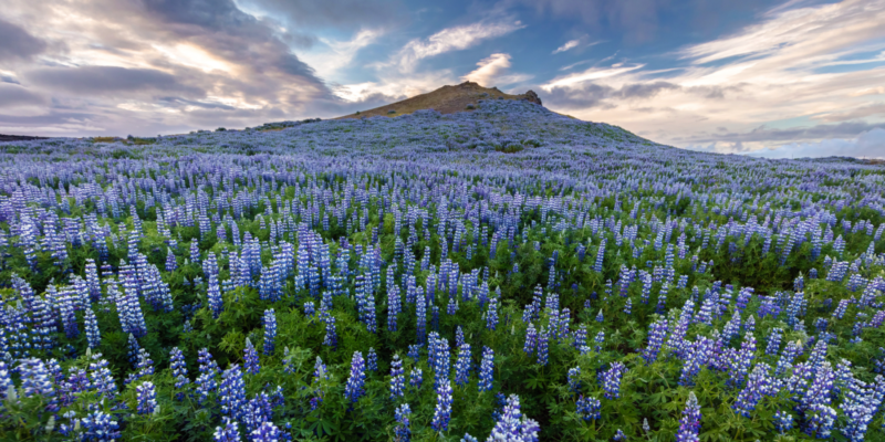 De paarse lupine bloeit op IJsland