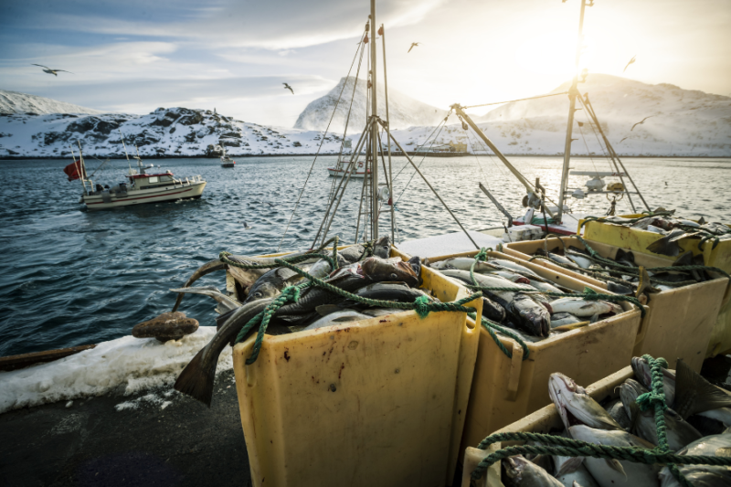Vis vangen op de lofoten met op een vissersboot tijdens een excursie met Nordic.