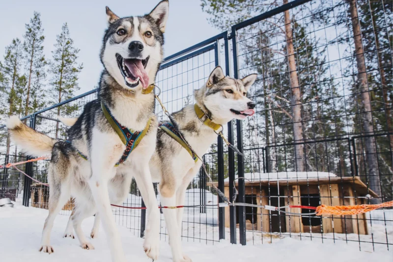 Enthousiaste husky's