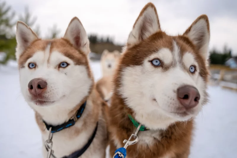 Close-up van twee husky's in de sneeuw