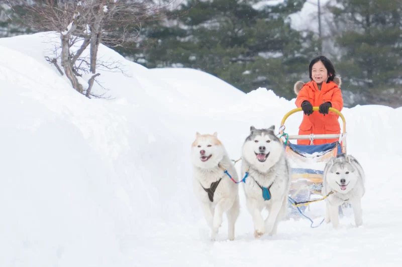 Klein meisje bestuurt een huskyslee
