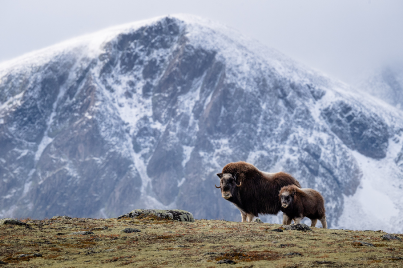 Muskusos wildlife spotten in Noorwegen met Nordic