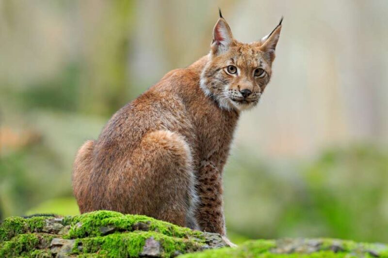 Lynx
