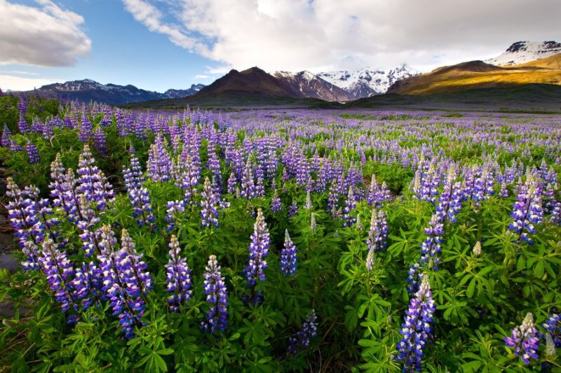 Vatnajökull lupines