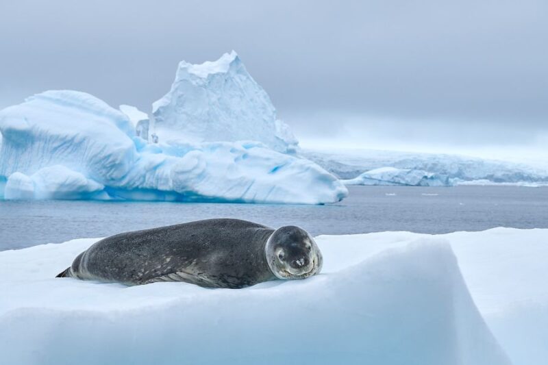 Een zeehond ligt op een ijsrots in Antarctica