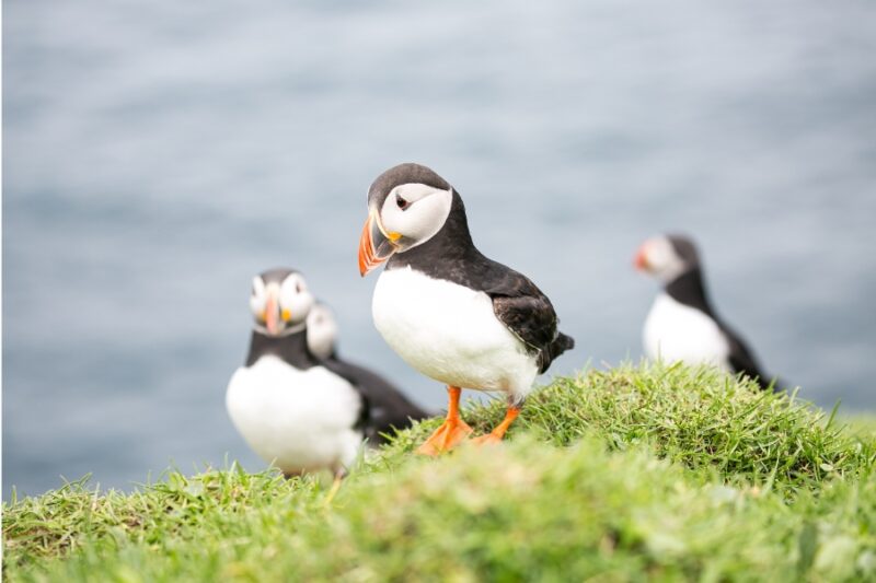 papegaaiduiker Faeroër