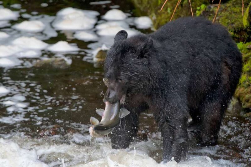Een zwarte beer staat in een stromende beek in Prince William Sound, Alaska, terwijl hij een zalm in zijn bek houdt. De beer is nat van het water, dat kolkend om hem heen stroomt, terwijl de vis nog spartelt.