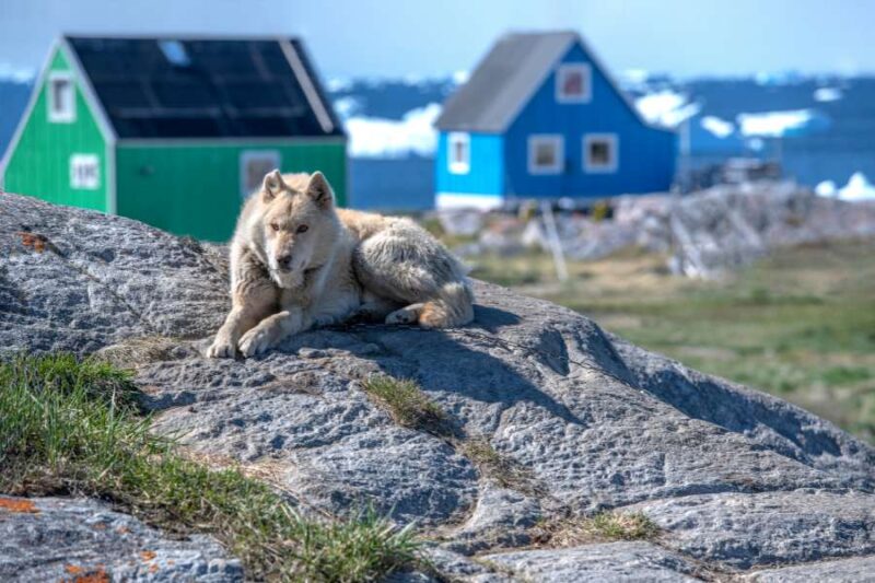 Een waakzame sledehond ligt op een rots in Groenland, met kleurrijke houten huisjes en ijsbergen op de achtergrond.