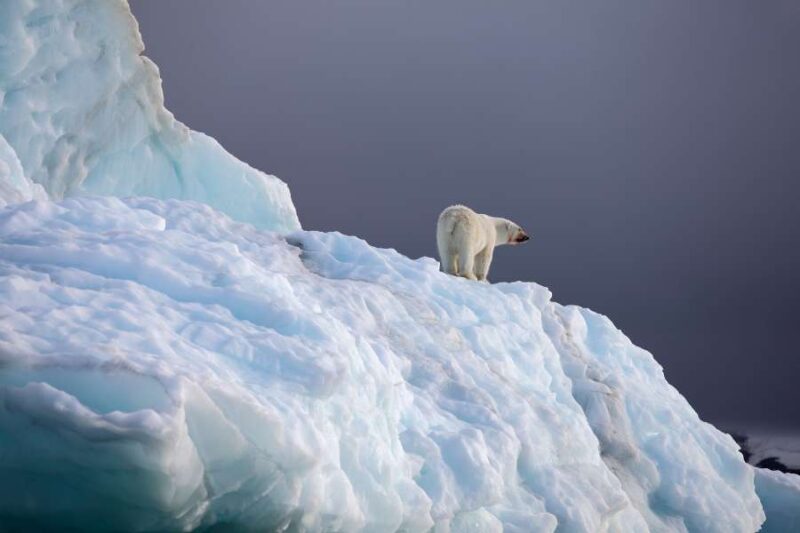 Een ijsbeer staat op een groot ijsblok in Spitsbergen, Noorwegen. De beer kijkt naar rechts terwijl hij op de top van het ijzige landschap staat, met een donkere, bewolkte lucht op de achtergrond.