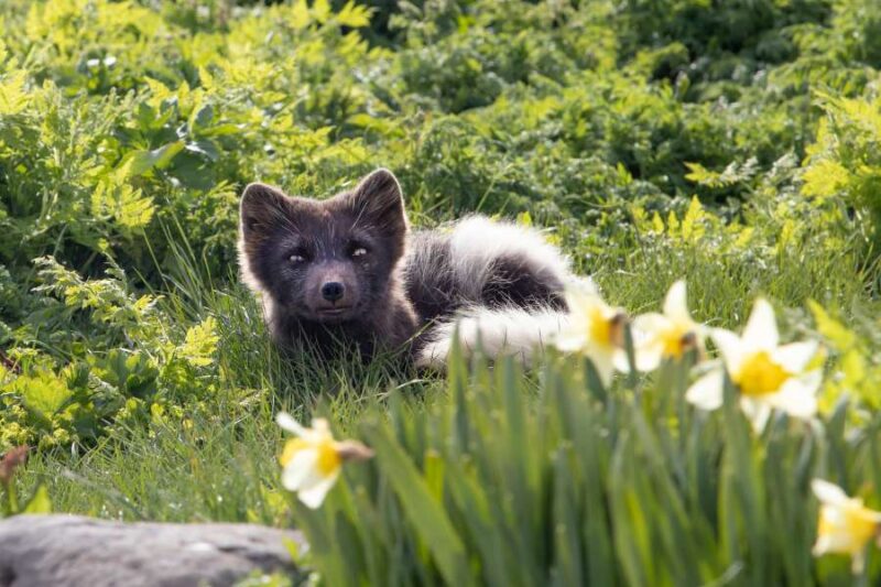 Een poolvos ligt in een grasrijke omgeving in Hornstrandir, IJsland. De vos, met een donkere vacht en lichte vlekken, kijkt recht in de camera terwijl hij omringd wordt door groen en enkele gele bloemen op de voorgrond