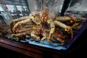 MS Nordkapp Bistro Brygga krab