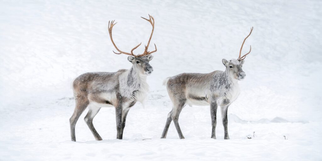 Lapland Met Nordic in de winter