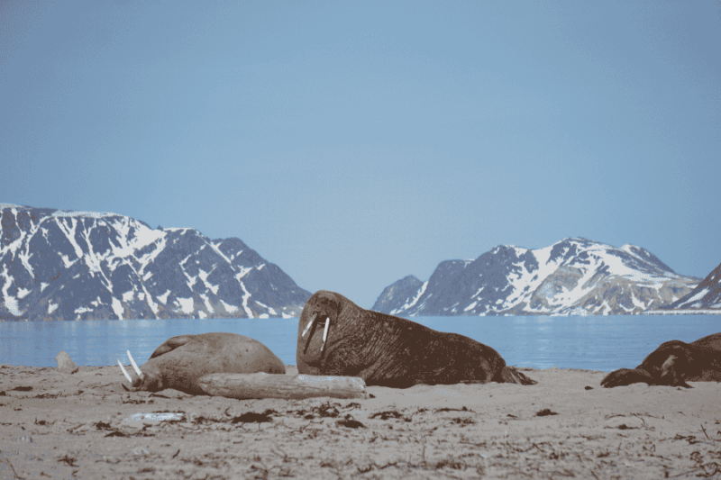Walrussen aan land tijdens de reis van collaga Charlotte in Spitsbergen