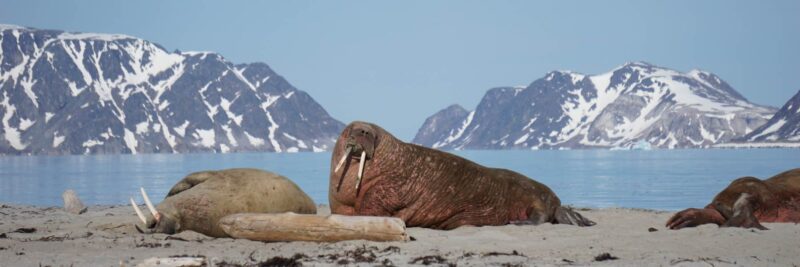 Walrussen aan land tijdens de reis van Collega Charlotte in Spitsbergen
