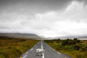 Connemara-Schaap-op-de-weg-in-Ierland-