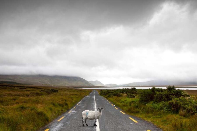 Connemara-Schaap-op-de-weg-in-Ierland-