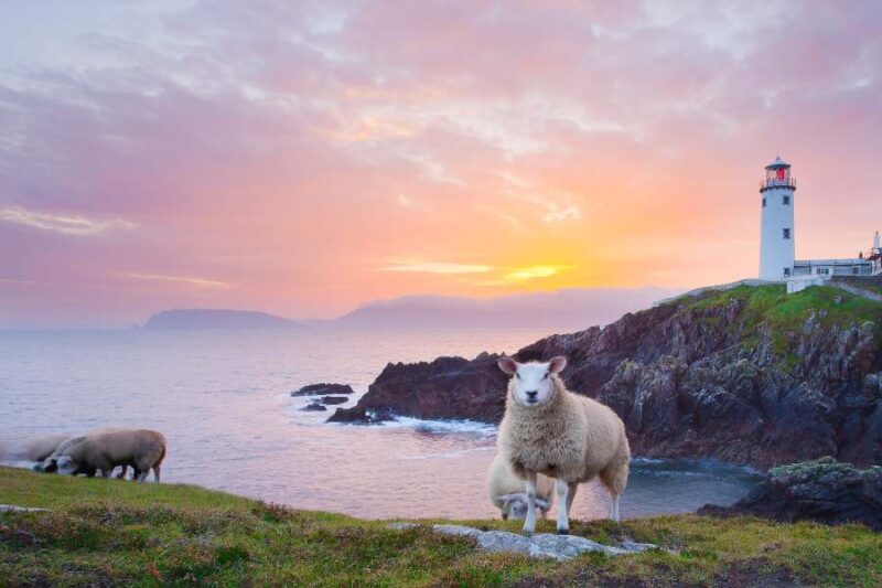 Fanad lighthouse en schapen Ierland
