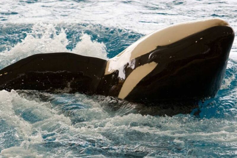 Orka-spotten-in-Schotland-met-Galtic