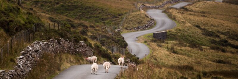 Schapen road Wales