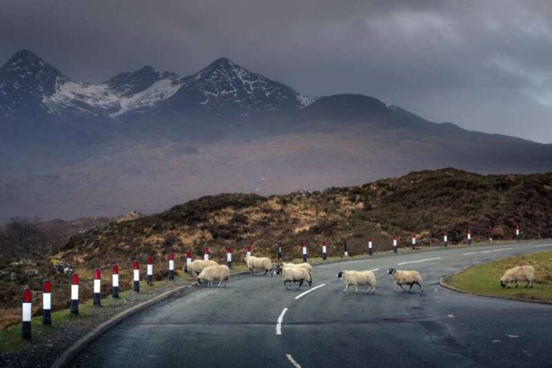 Schotland landschap schapen
